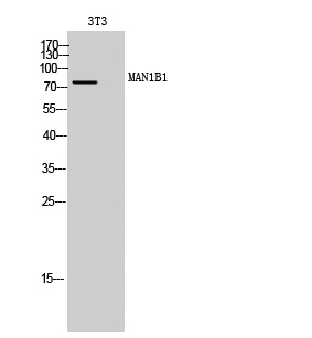 MAN1B1 Polyclonal Antibody