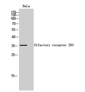 Olfactory receptor 2D3 Polyclonal Antibody