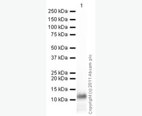 Recombinant Human CEACAM5/CD66e/CEA