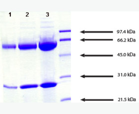 Recombinant Human Macrophage Colony-stimulating Factor 1 Receptor/M-CSF R/CSF1R/