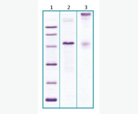 Recombinant Human 4-1BB/TNFRSF9/CD137