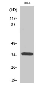 Olfactory receptor 6C3 Polyclonal Antibody