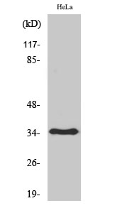 Olfactory receptor 6T1 Polyclonal Antibody