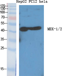 MEK-1/2 Polyclonal Antibody