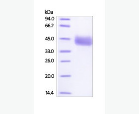 Recombinant Mouse OX40 Ligand/TNFSF4/OX40L