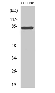 RFX3 Polyclonal Antibody