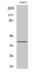 hnRNP C1/C2 Polyclonal Antibody