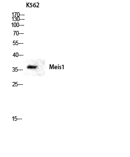 Meis1 Polyclonal Antibody