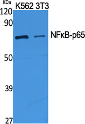 NFκB-p65 Polyclonal Antibody