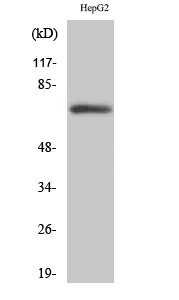 Fnk Polyclonal Antibody
