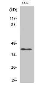 Rad51C Polyclonal Antibody