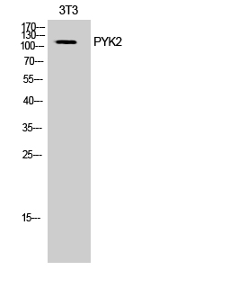 PYK2 Polyclonal Antibody