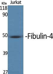 MNT Polyclonal Antibody