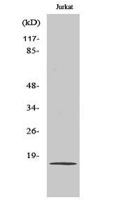 PDGF-A Polyclonal Antibody