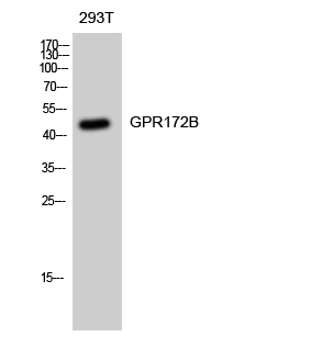 GPR172B Polyclonal Antibody