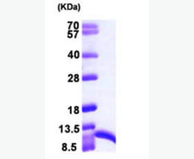 Recombinant Mouse Interleukin-36 α/Il36a/IL-1F6