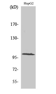 GLK Polyclonal Antibody
