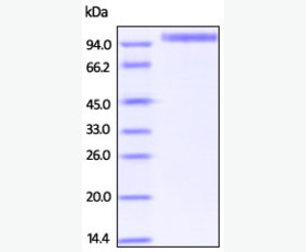 Recombinant Human B7 Homolog 4/B7-H4/VTCN1