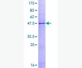 Recombinant Human OX40/TNFRSF4/CD134