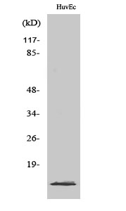 PIG11 Polyclonal Antibody