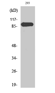 ERK 3 Polyclonal Antibody