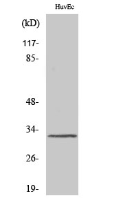 MRGG Polyclonal Antibody