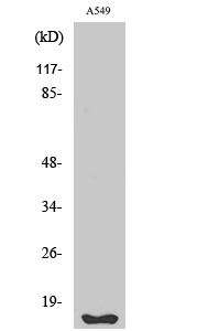 Fhit Polyclonal Antibody