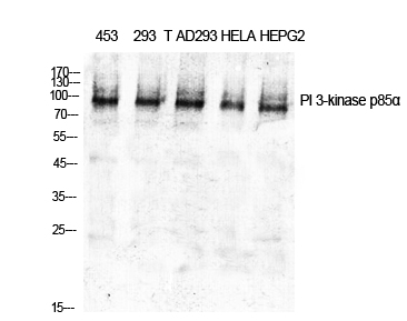 PI 3-kinase p85α Polyclonal Antibody