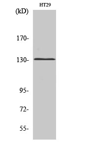 mGluR5 Polyclonal Antibody