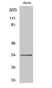 Olfactory receptor 10G2 Polyclonal Antibody