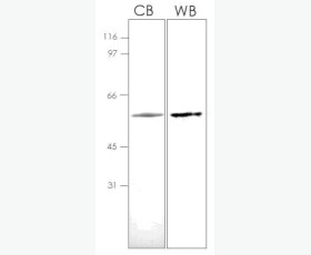 Recombinant Mouse VEGF-A/VEGF164