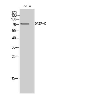 OATP-C Polyclonal Antibody