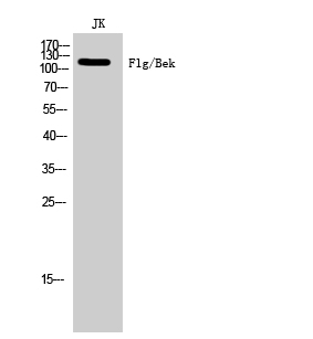 Flg/Bek Polyclonal Antibody