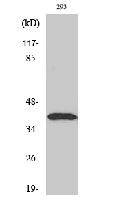 Dlx-3 Polyclonal Antibody