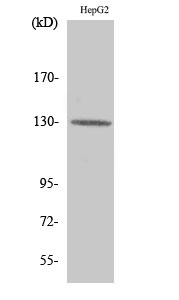 Integrin β3 Polyclonal Antibody