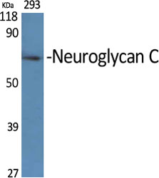 Neuroglycan C Polyclonal Antibody