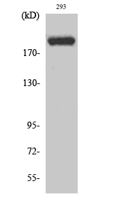 p300 Polyclonal Antibody