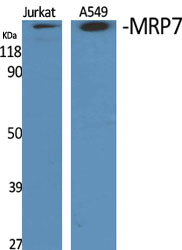 MRP7 Polyclonal Antibody