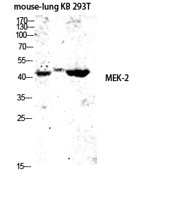 MEK-2 Polyclonal Antibody