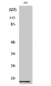 Ribosomal Protein L35 Polyclonal Antibody