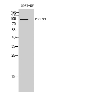 PSD-93 Polyclonal Antibody