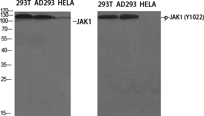 JAK1 Polyclonal Antibody