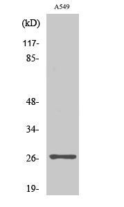 NET-5 Polyclonal Antibody