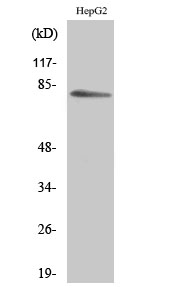 MARCKS Polyclonal Antibody