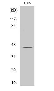 MEK-1/2 Polyclonal Antibody