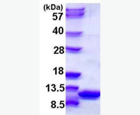 Recombinant Mouse Ephrin-A1/EFNA1