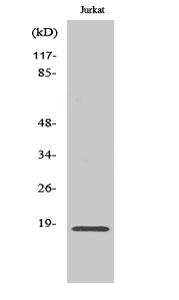 Neuromedin-S Polyclonal Antibody