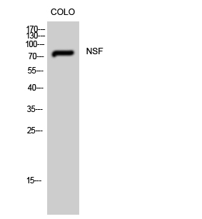 NSF Polyclonal Antibody