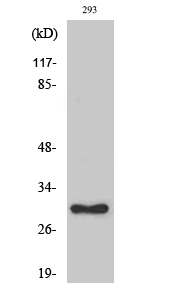 Ribosomal Protein L7 Polyclonal Antibody