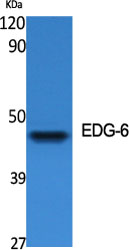 EDG-6 Polyclonal Antibody